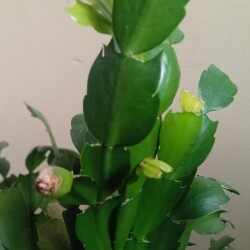 decem-7-apra48261b2eef79a45