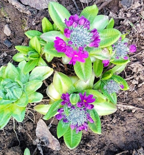 primula-12-apr24f5069ab2116554.jpg