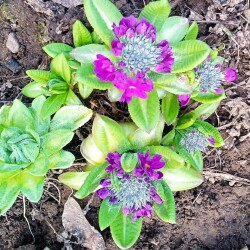 primula-12-apr24f5069ab2116554