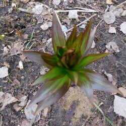 DSCN2951644ac587ef07f121