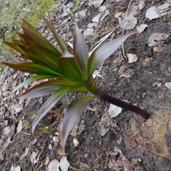 DSCN29523996bb7294132629