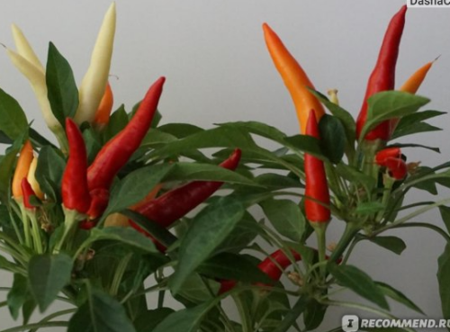 изображение 2026 04 15 201609865