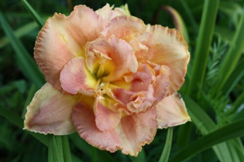 Solid Geometry фото жени