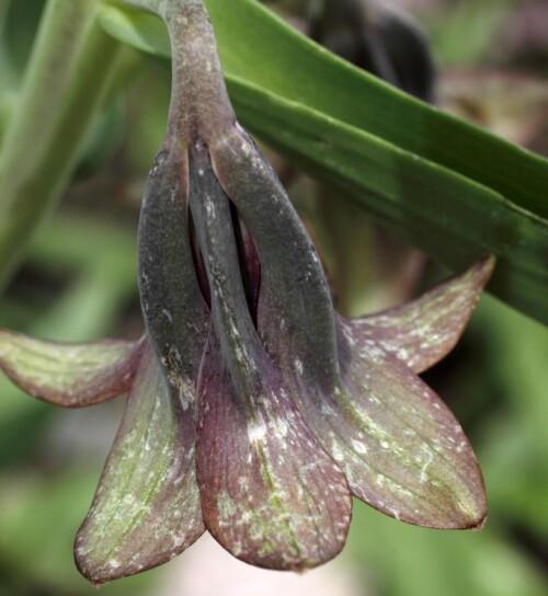 На Плантариуме