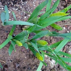 Goblet6abcada122f52ce0