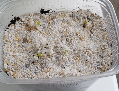 Aster seedling 23 apr