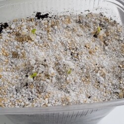 aster-seedling-23-aprecca87c36e131aa6