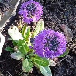 lilac-primula3abbc03ef2366c37
