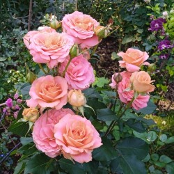 vestwood-27-juled5ec4db918338a0