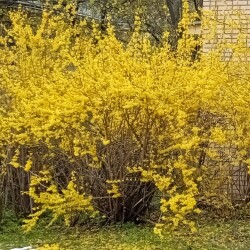 for-30-aprd10fd640233c6623