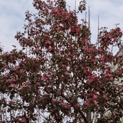 apple-decor-6-5-263c140e17e2f2fa36