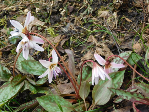 DSCN3179