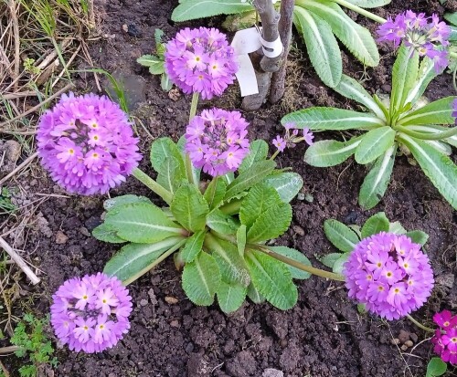lilac-prim-7-m-26655e4adc2862a3b.jpg