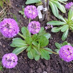lilac-prim-7-m-26655e4adc2862a3b