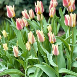 IMG_1570503548e8bfe4a7a2