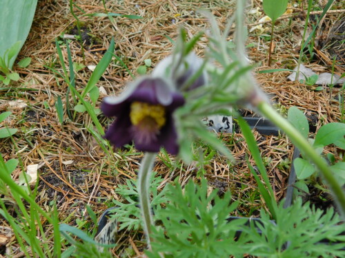 DSCN3436