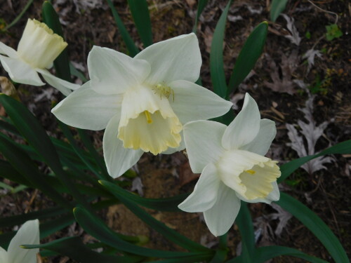 DSCN3575