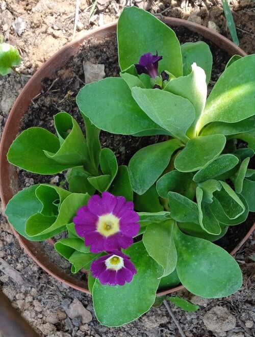 primula-17-m7bda30d287fcedeb.jpg