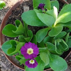 primula-17-m7bda30d287fcedeb