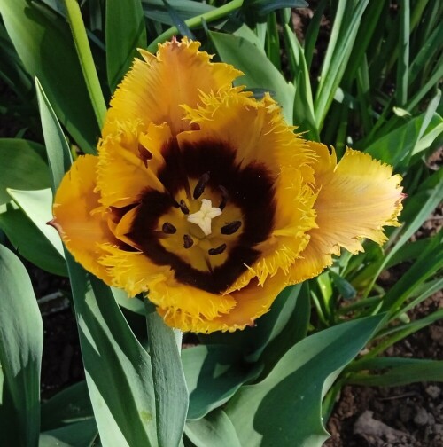 tulip-19-5174fe656e0668c73.jpg