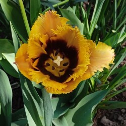 tulip-19-5174fe656e0668c73