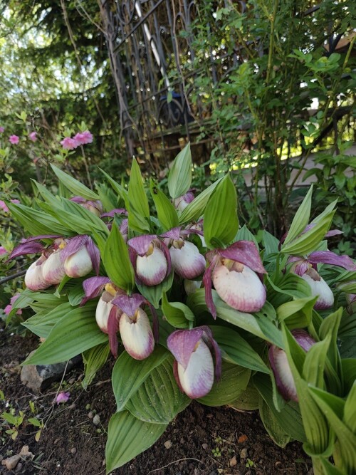 10000794039970ed0f965efa64.jpg
