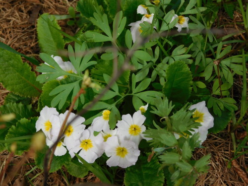 DSCN3481ae6602b0ab8d7c15.jpg
