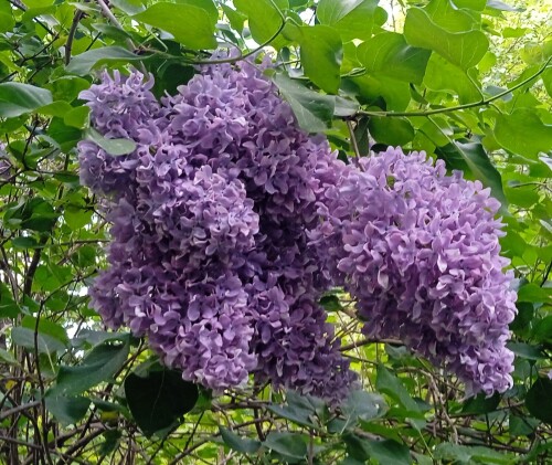 Old lilac 2 24 m