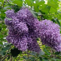 old-lilac-2-24-m581f336fe5640b4e