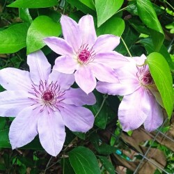 Clem-3-Jun4613dd9833530d6a