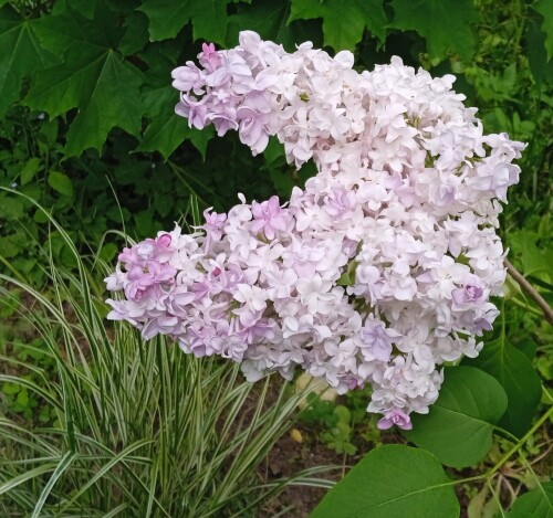 NADEZDA-3-Jun-sun80e1c8d7e15f64cf.jpg