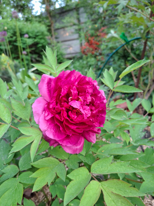 PION245a53c969e44f71c.png