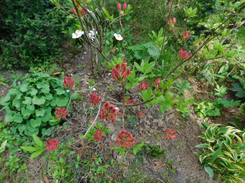 DSCN437445de786614ffaced.jpg