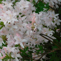 DSCN4393a5f97292fae59170