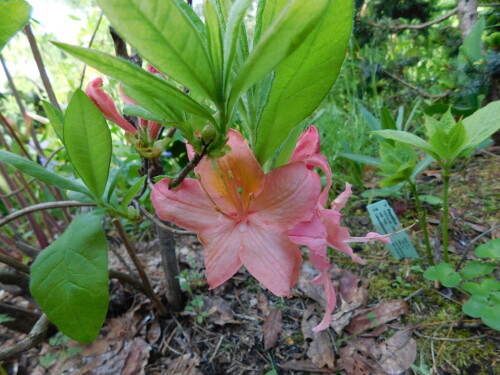 DSCN44447ecf2e783d4a9969.jpg