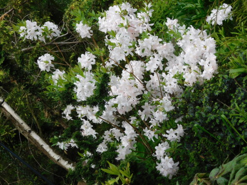 DSCN451530baf4eee681fb88.jpg