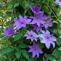blue-seedling-6-jun9234cf3425684464