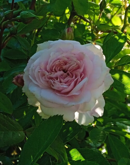 blush-rambler-6-jun76f5b40c40332f63.jpg