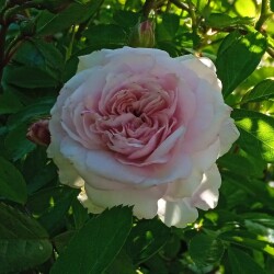 blush-rambler-6-jun76f5b40c40332f63