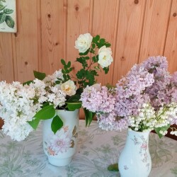 lilac-6-jun7e51366f30809b5f
