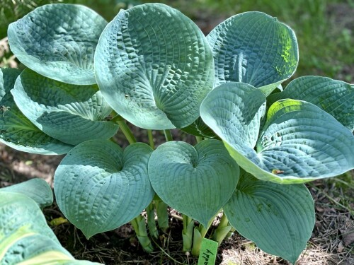 IMG_199907b8c28cfd5a63e8.jpg