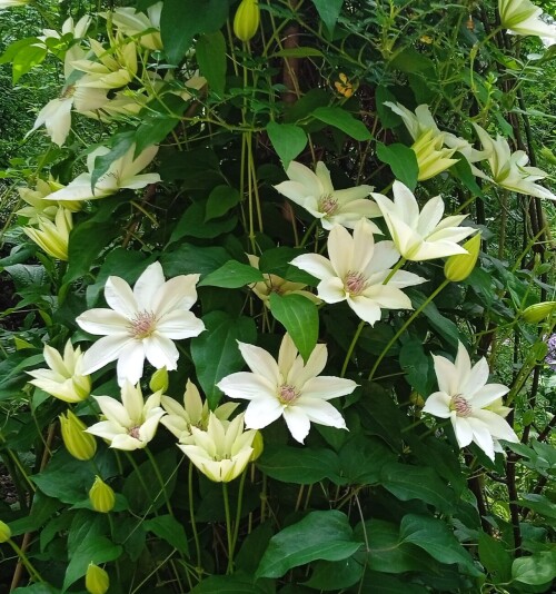 fuyu-3aa089eda38adde6b.jpg