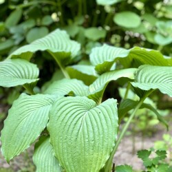 IMG_2017d19b7a6540a514e2