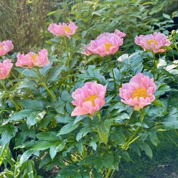 IMG_20180b298c482c5c0695
