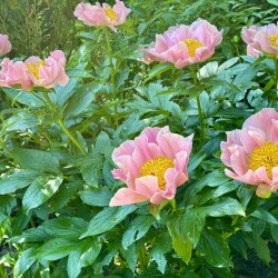 IMG_20190c4b6667417b507f