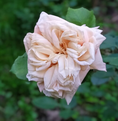 Tea-rose-Adam6baf7952b307c499.jpg