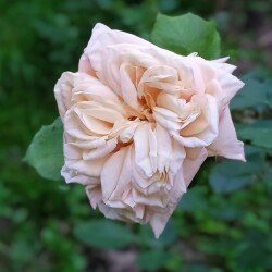 Tea-rose-Adam6baf7952b307c499