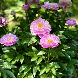 IMG_20418c7c1489c6ab45e1