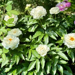 IMG_20425d2959f59efcba70