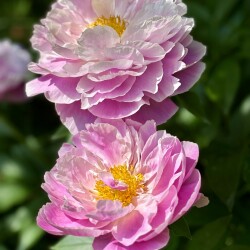 IMG_204586eb1c8e14dd7ae9